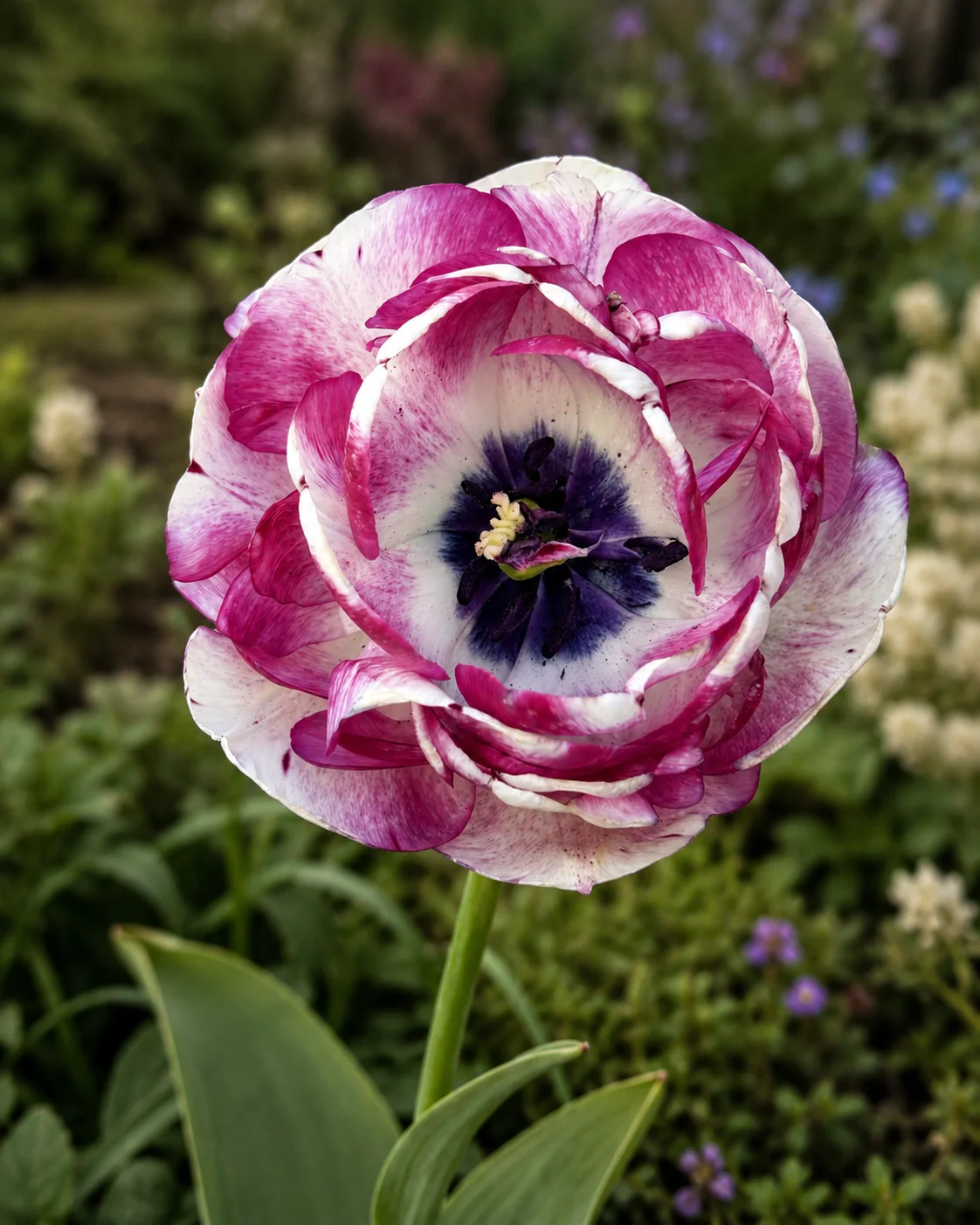 Tulip 'Cassis Meringue' - Image 4