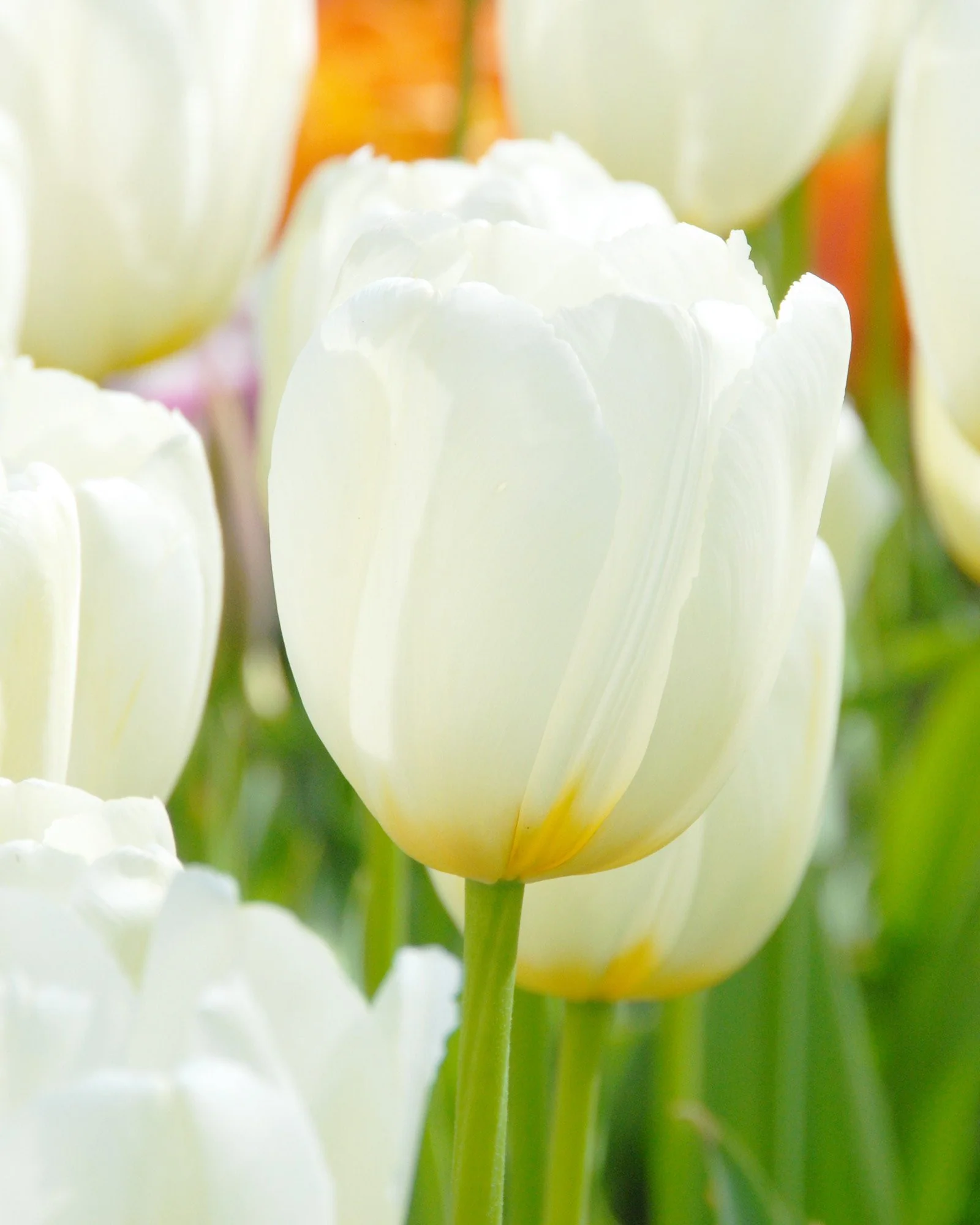 Tulip 'Catherina'