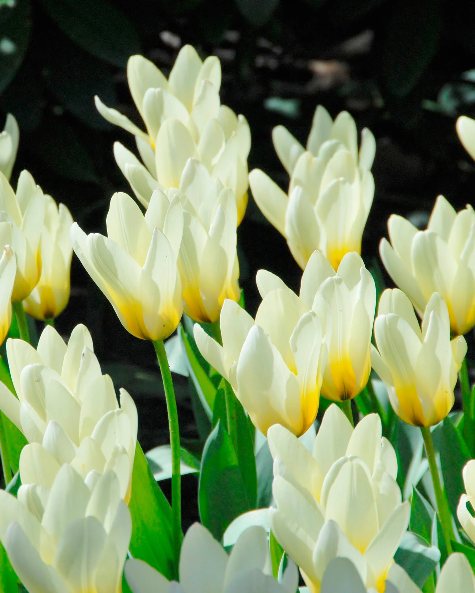 Tulip 'Concerto'