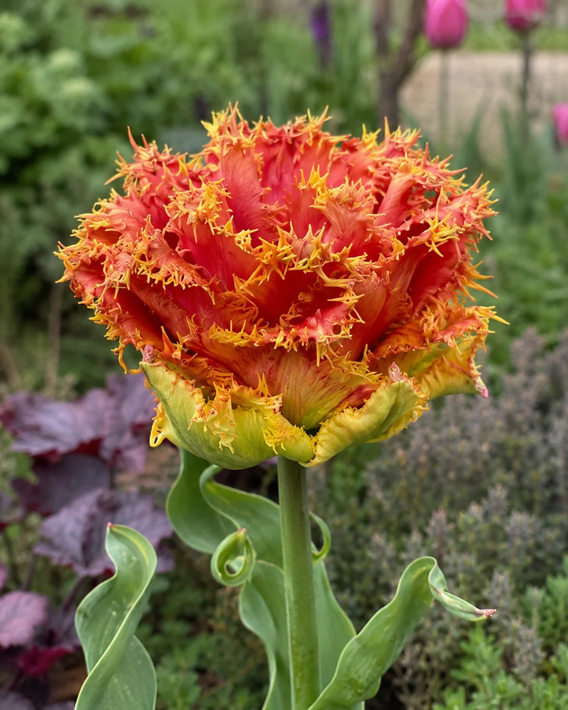 Tulip 'Copperfield' - Image 10