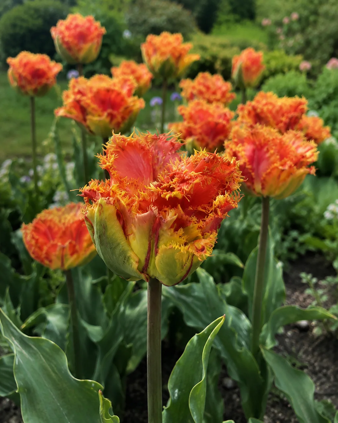 Tulip 'Copperfield' - Image 3