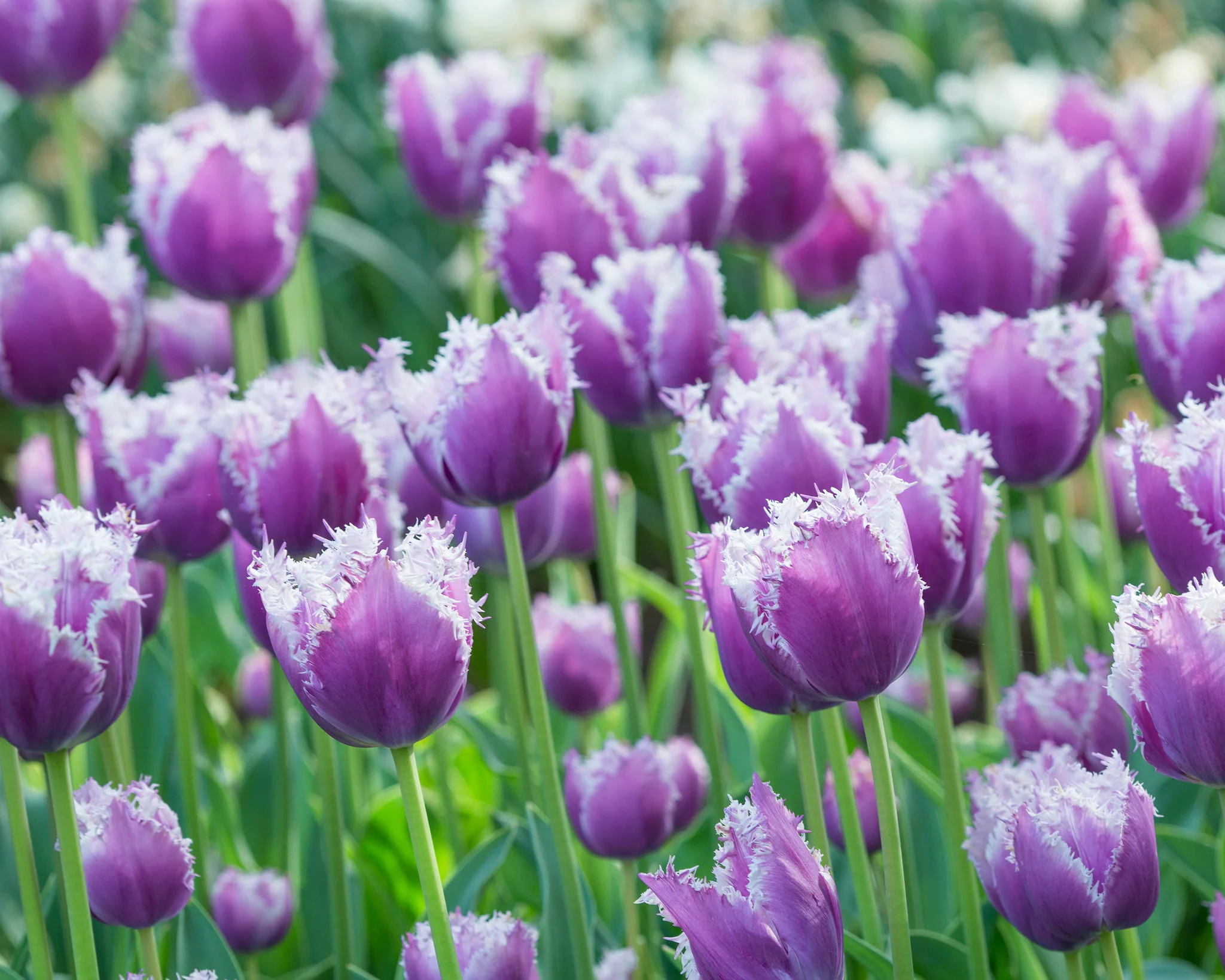 Tulip 'Cummins' - Image 4