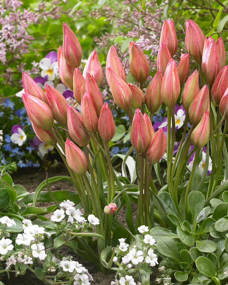 Tulip 'Danique' - Image 3