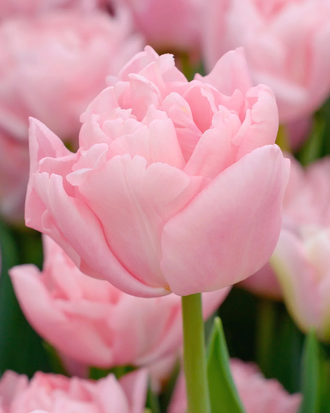 Tulip 'Dreamer'