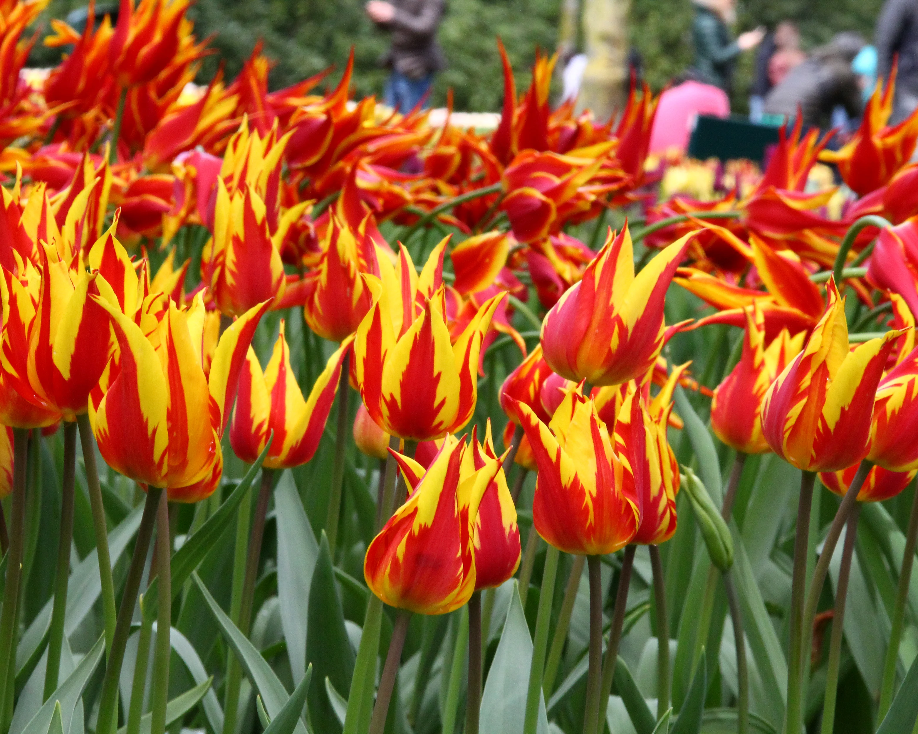 Tulip 'Fireworks' - Image 2