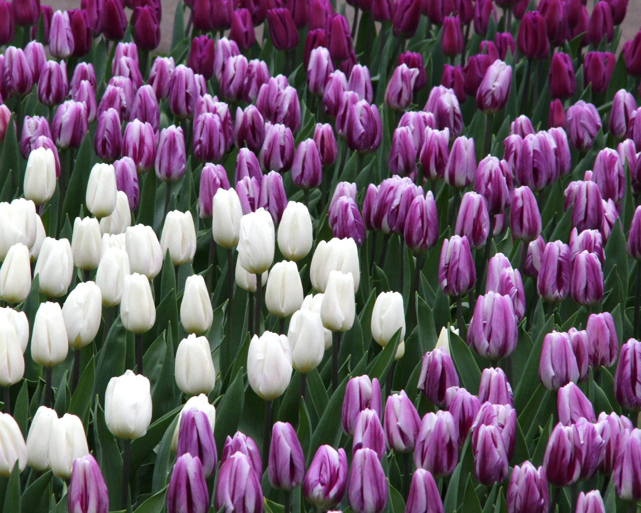 Tulip 'Flaming Flag' - Image 5