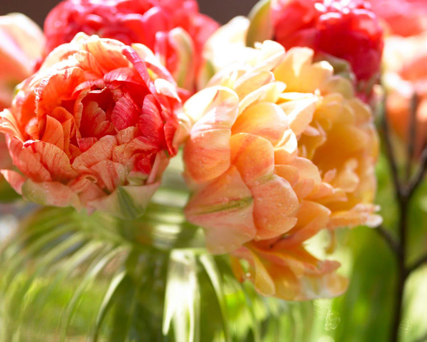 Tulip 'Gudoshnik Double' - Image 6