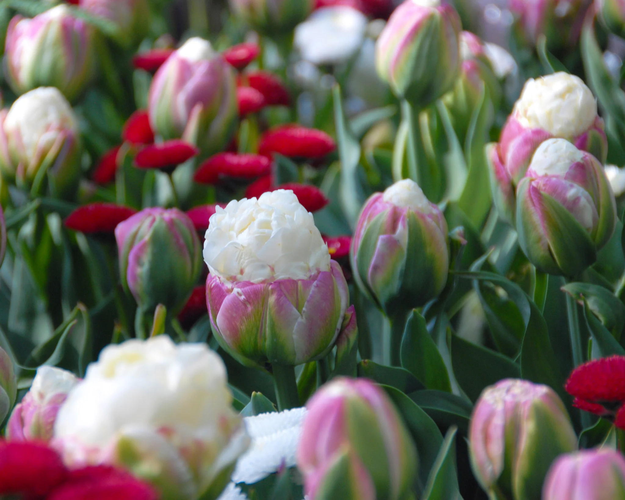 Tulip 'Ice Cream' - Image 2
