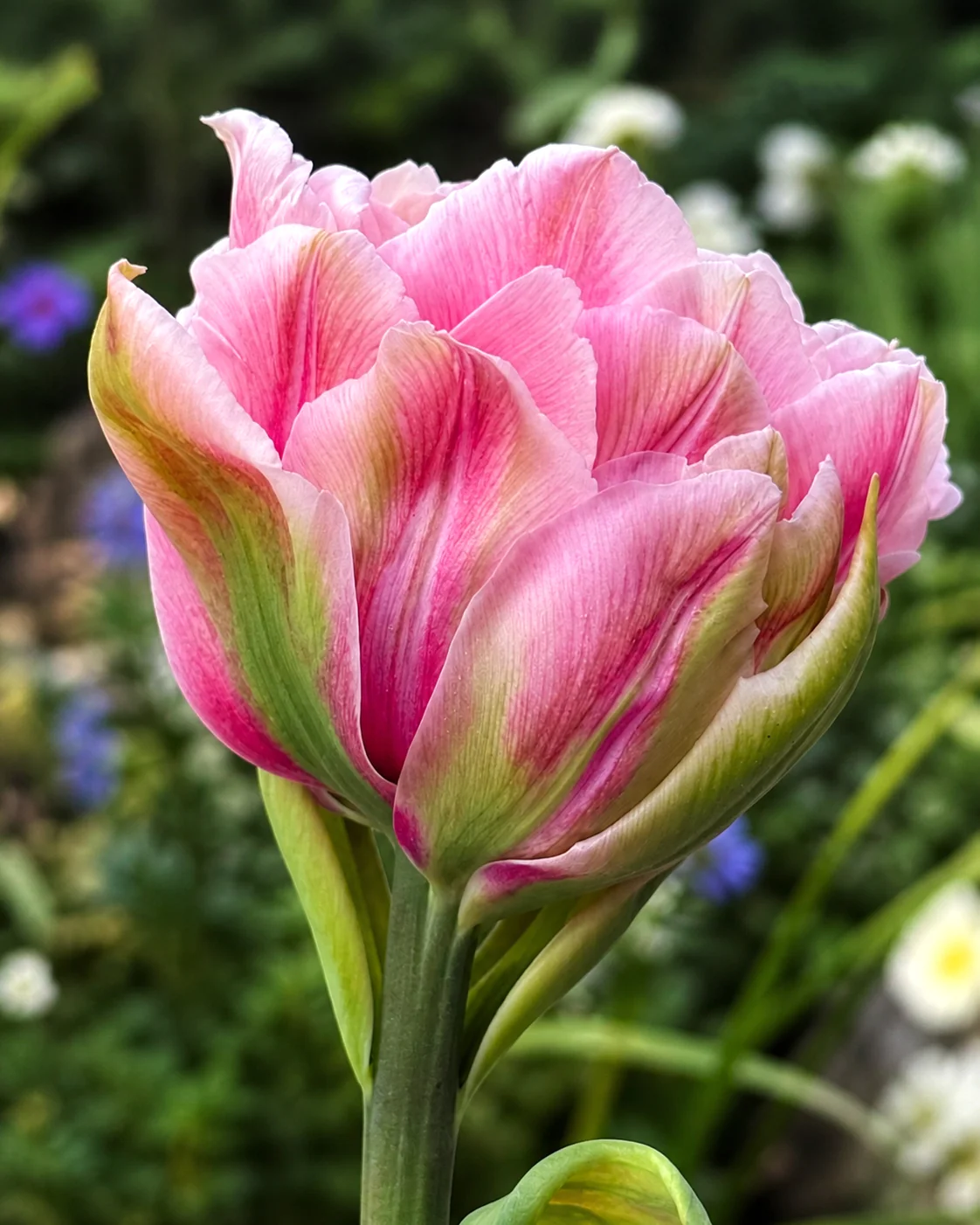 Tulip 'Magic Sensation'