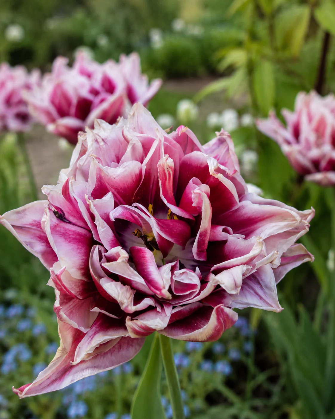 Tulip 'Magic Star' - Image 2