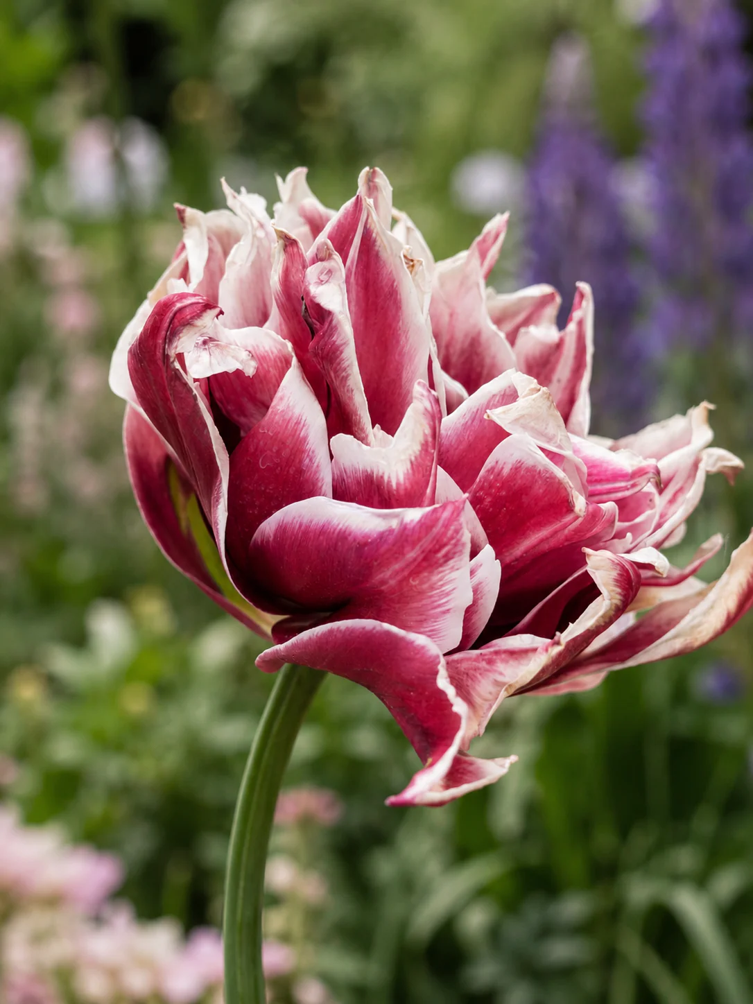 Tulip 'Magic Star' - Image 3