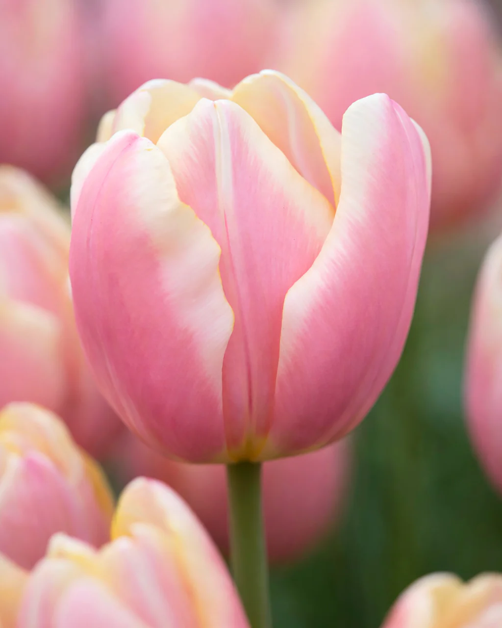 Tulip 'Mango Charm'