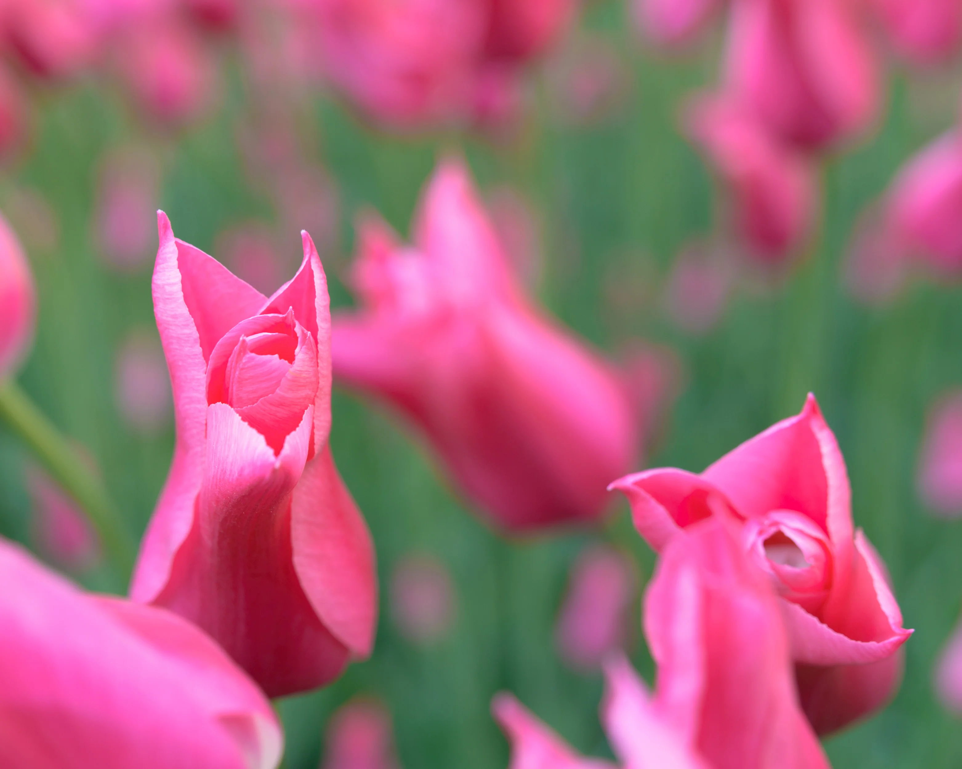 Tulip 'Mariette' - Image 13