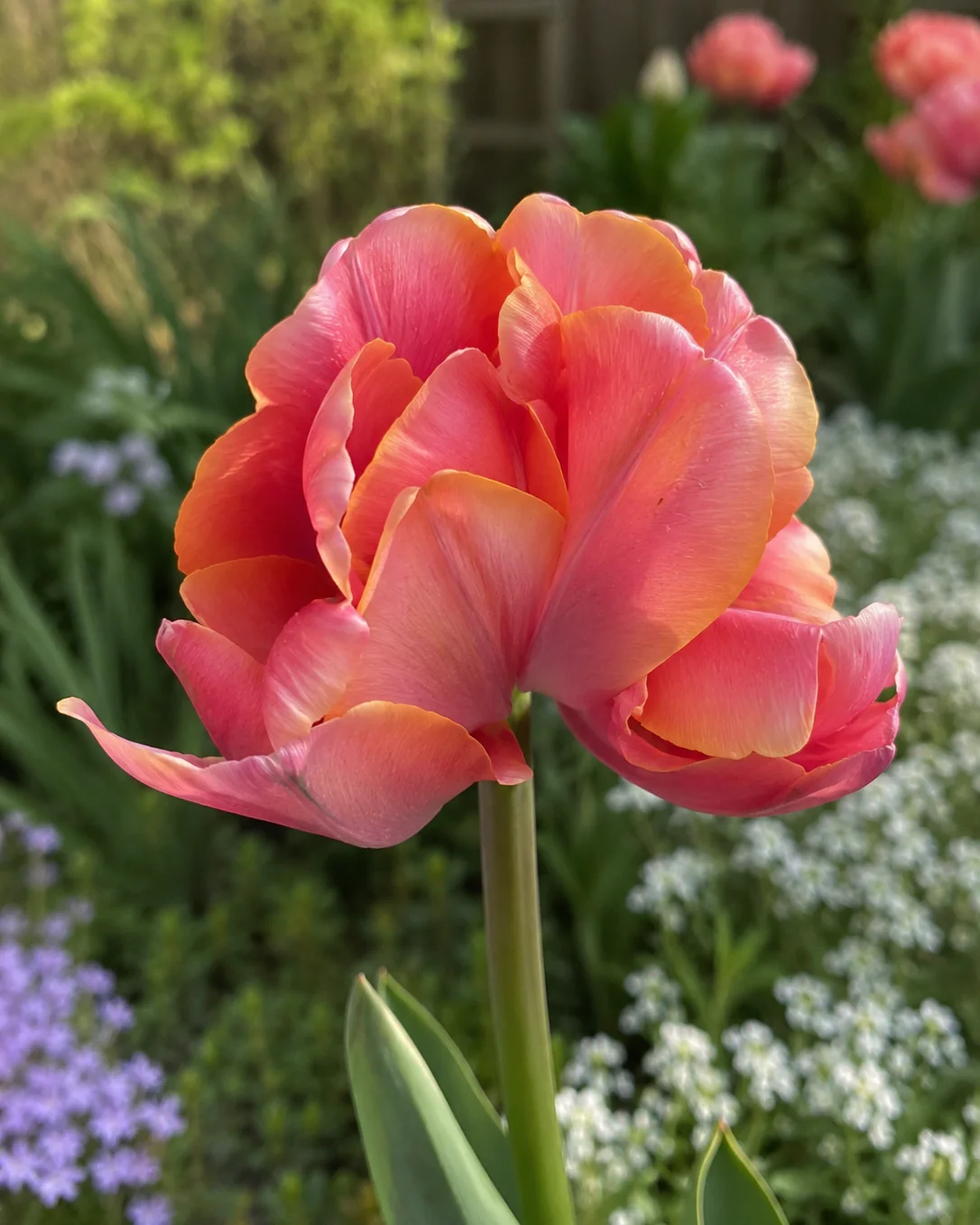 Tulip 'Mocha Mist' - Image 5
