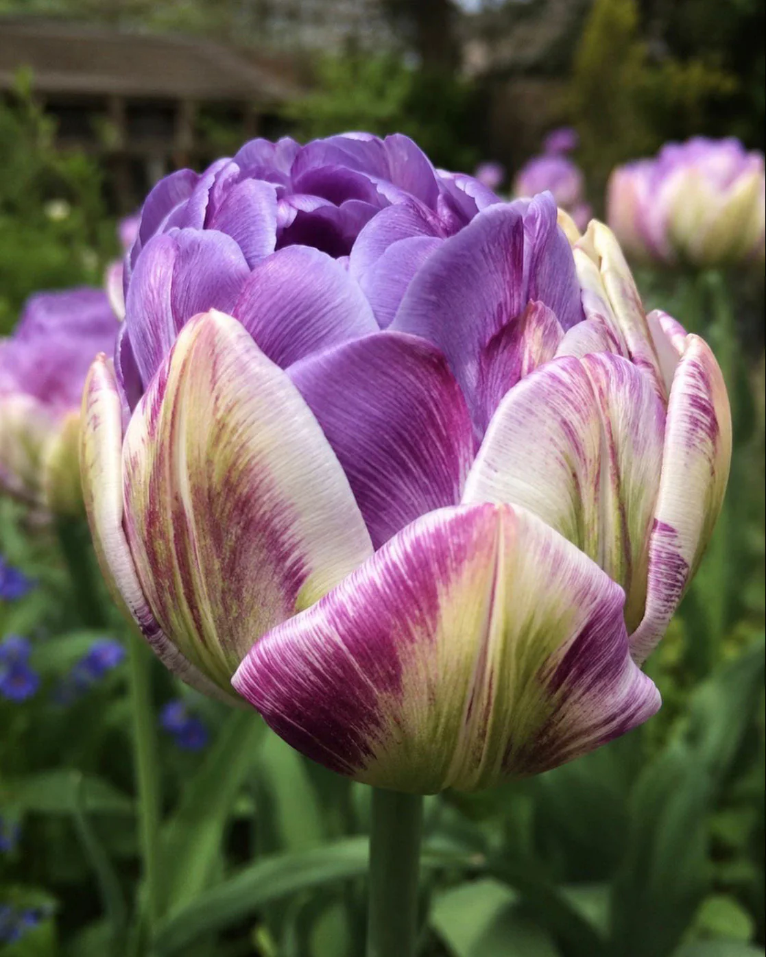 Tulip 'Moon Mist'
