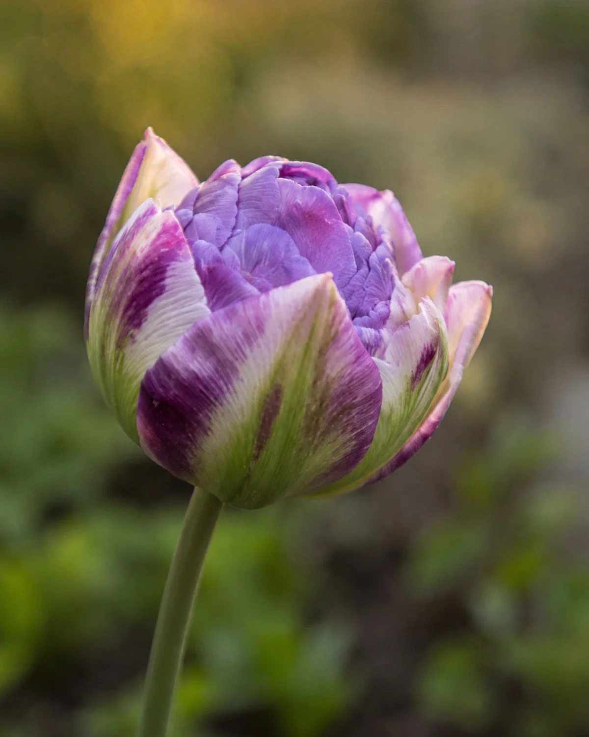 Tulip 'Moon Mist' - Image 2