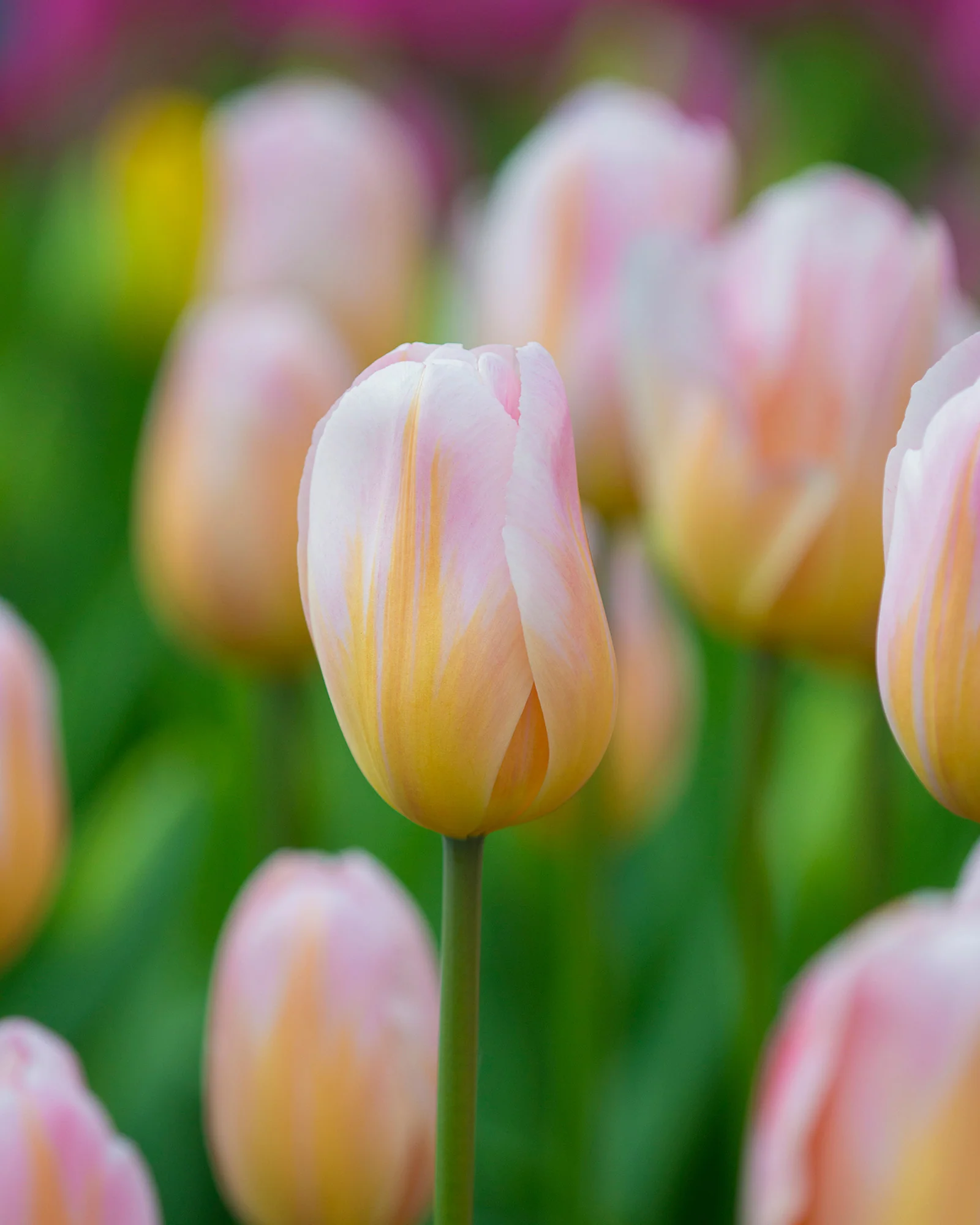 Tulip 'Peace Flame'