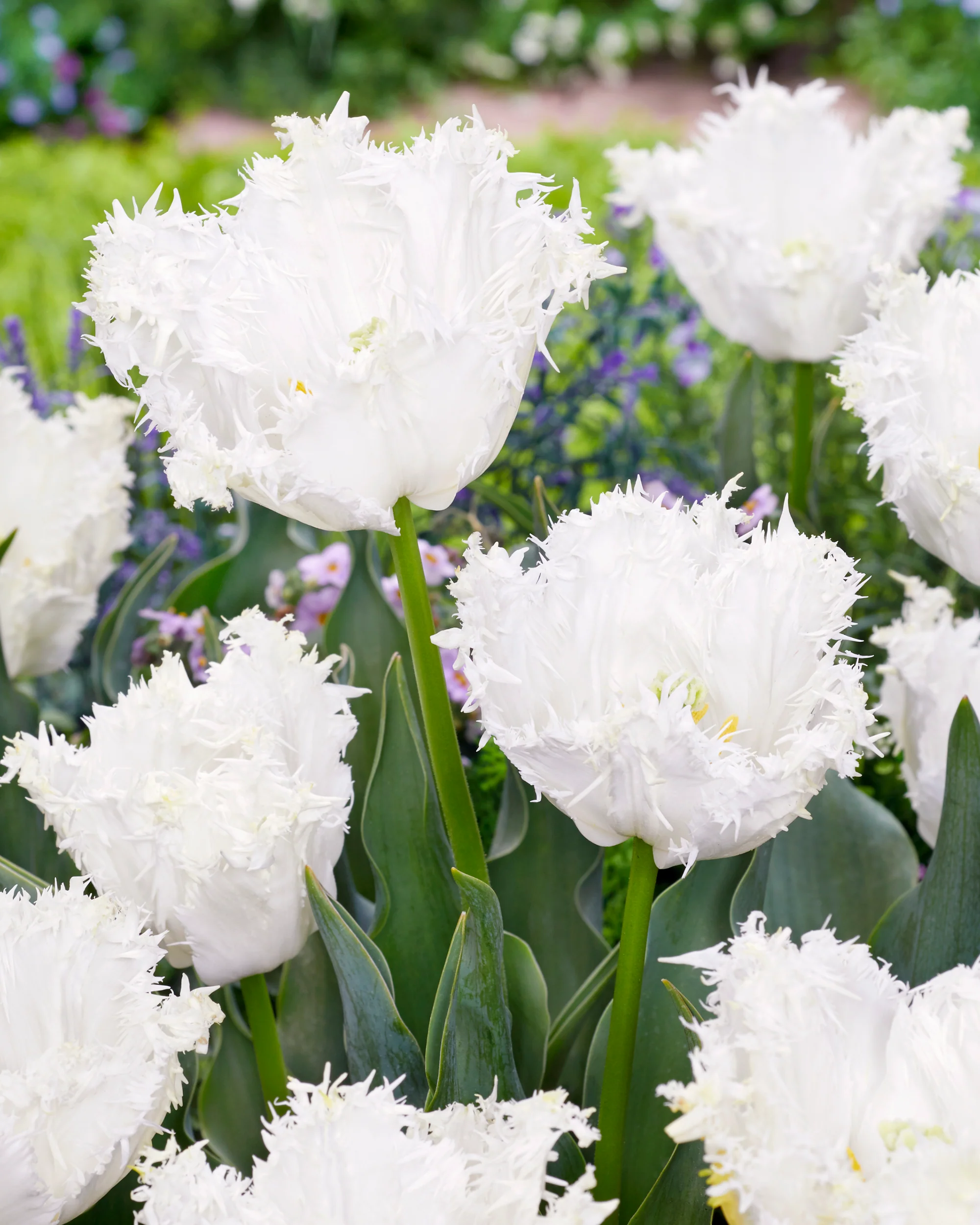 Tulip 'Peppermint' - Image 2