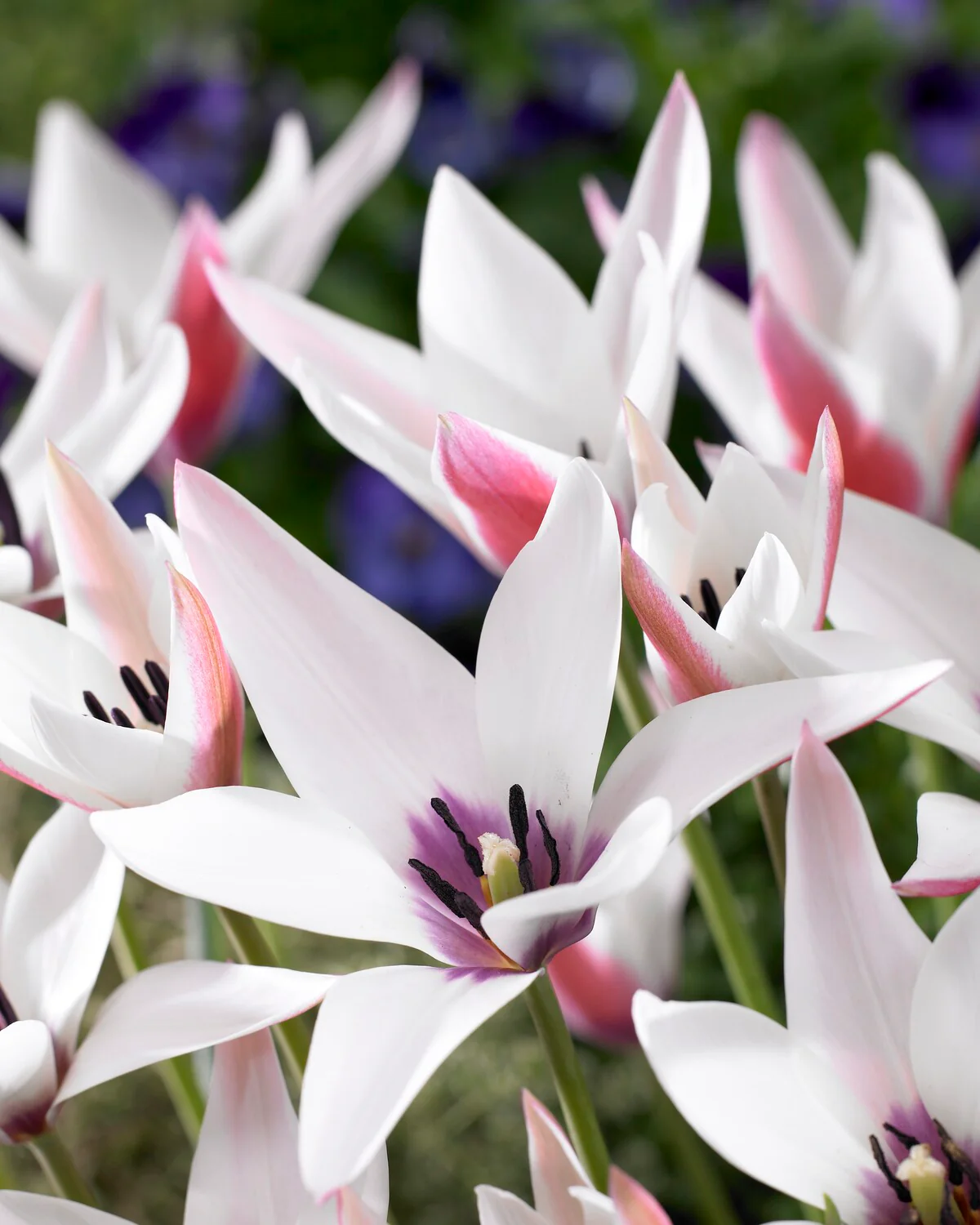 Tulip 'Peppermint Stick' - Image 2