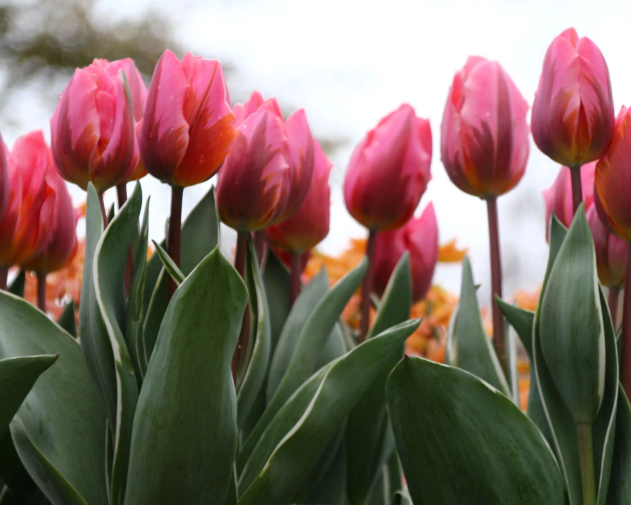Tulip 'Pretty Princess' - Image 8