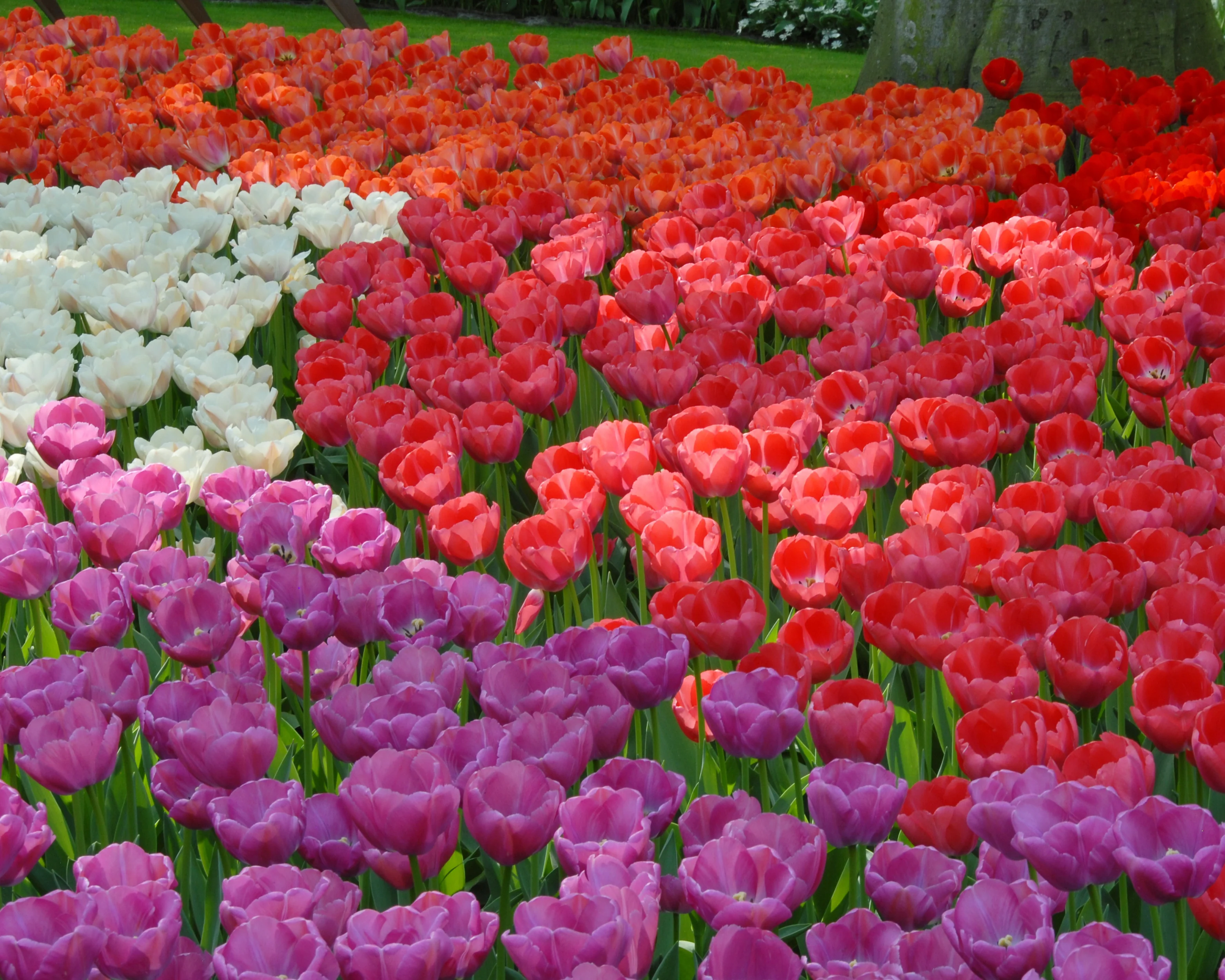 Tulip 'Purple Pride' - Image 2