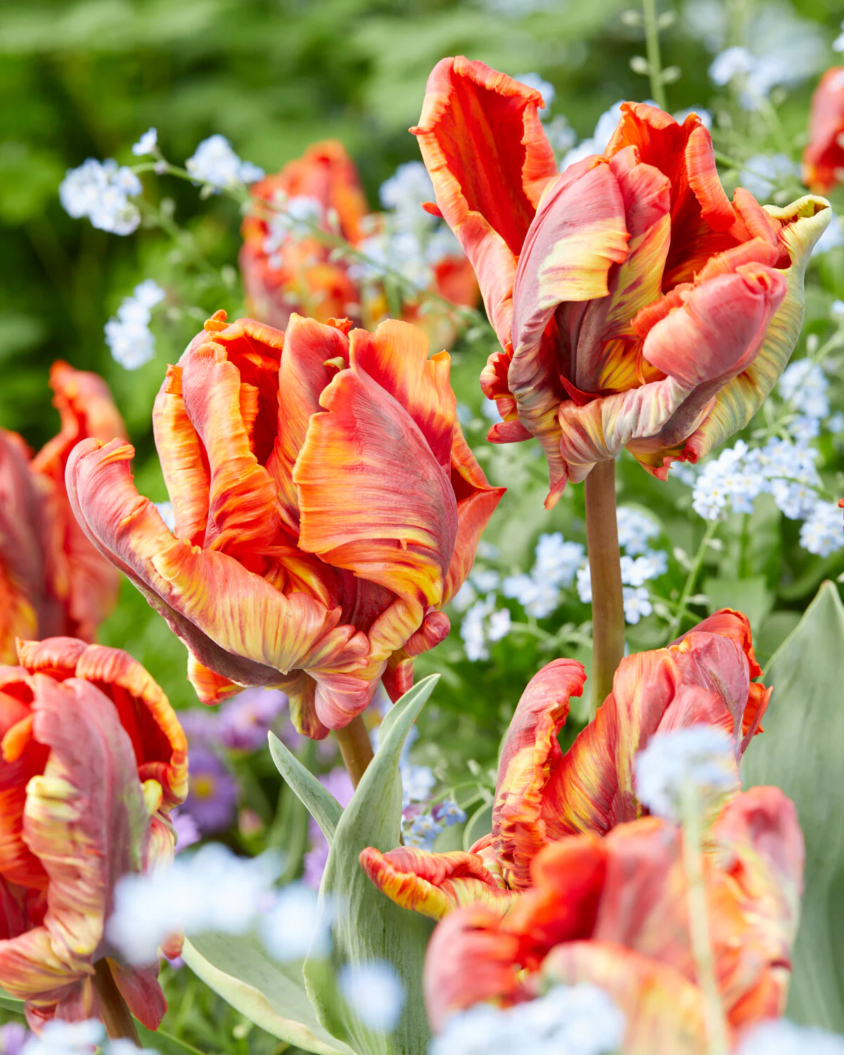 Tulip 'Rasta Parrot' - Image 2