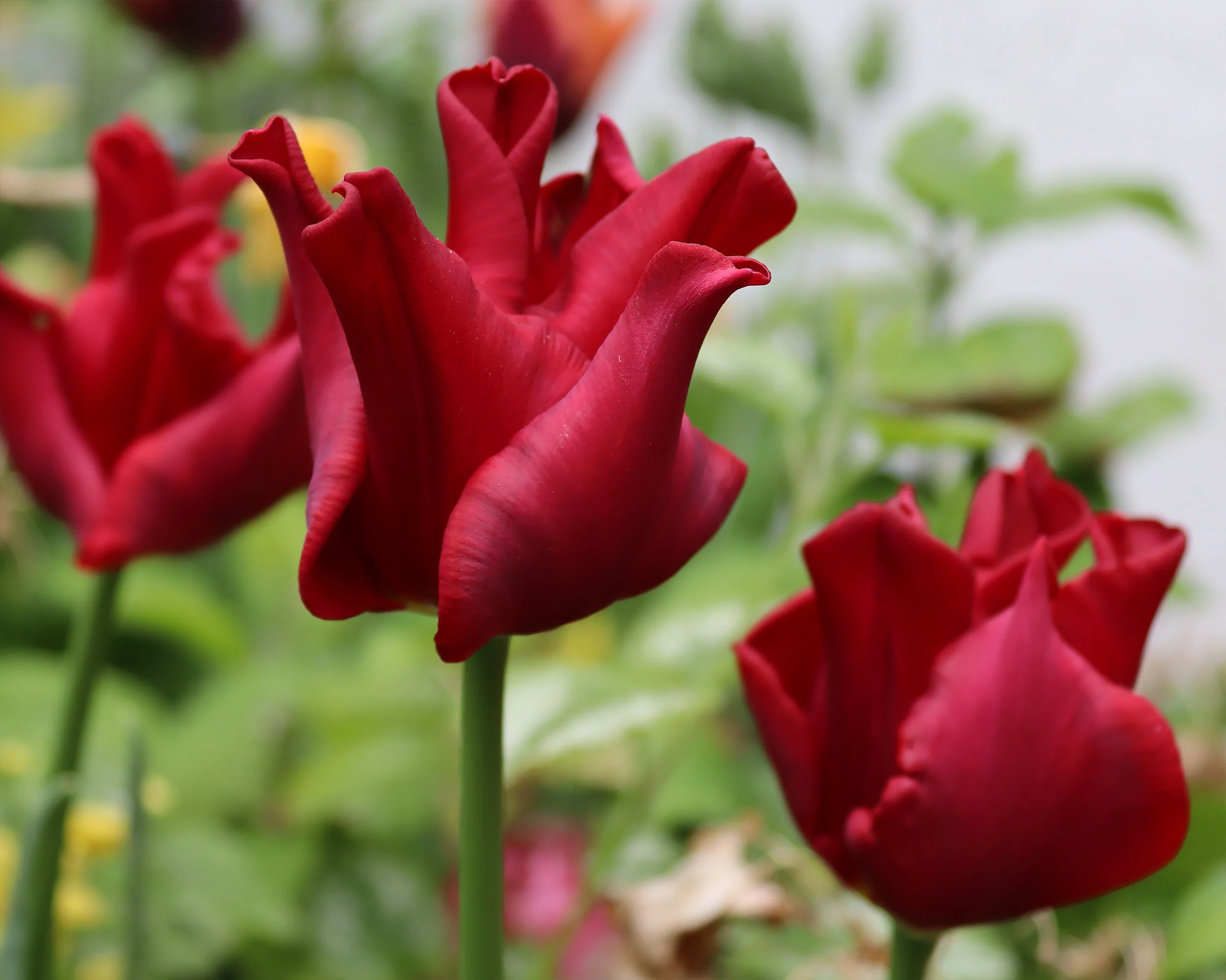 Tulip 'Red Dress' - Image 3
