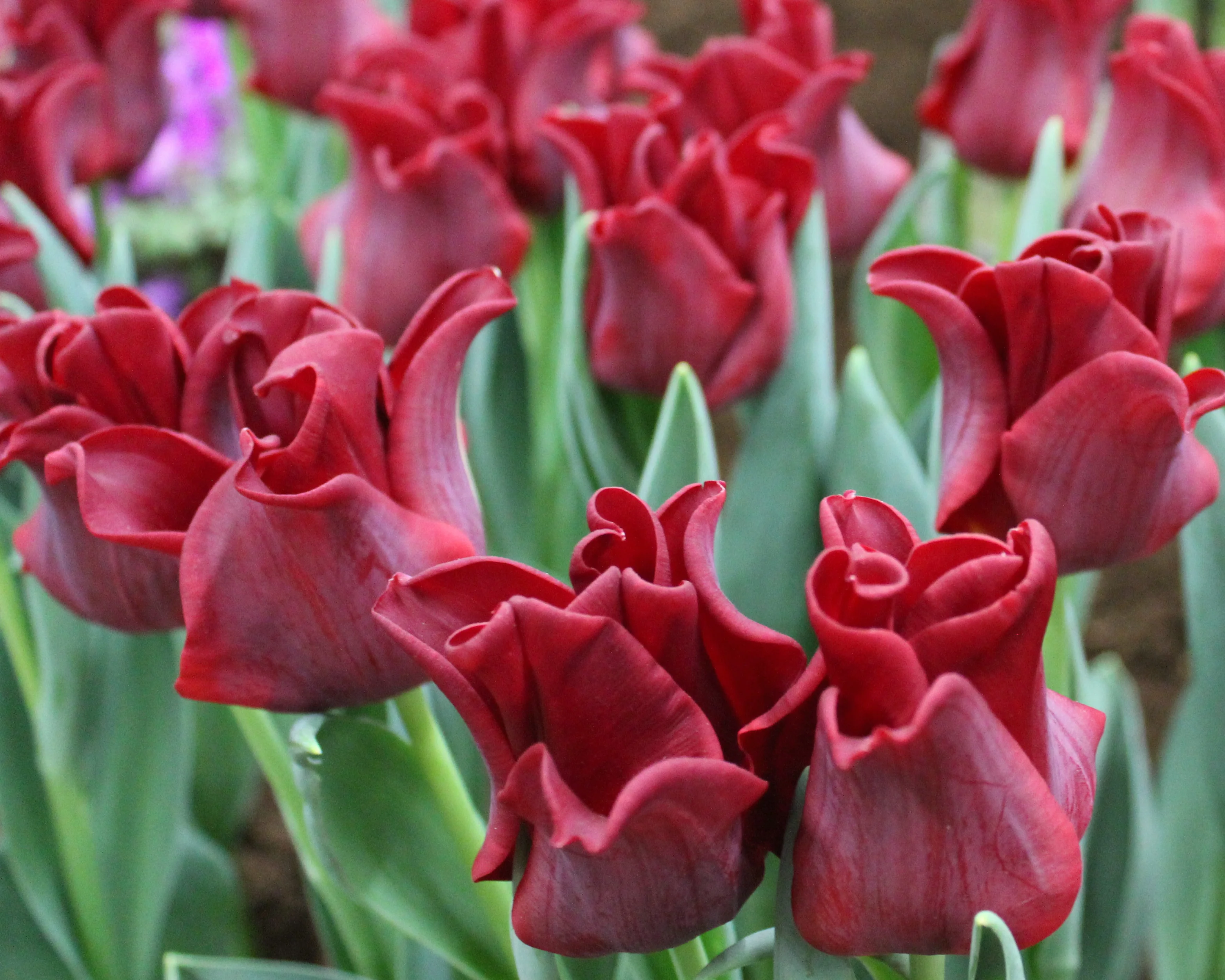Tulip 'Red Dress' - Image 4