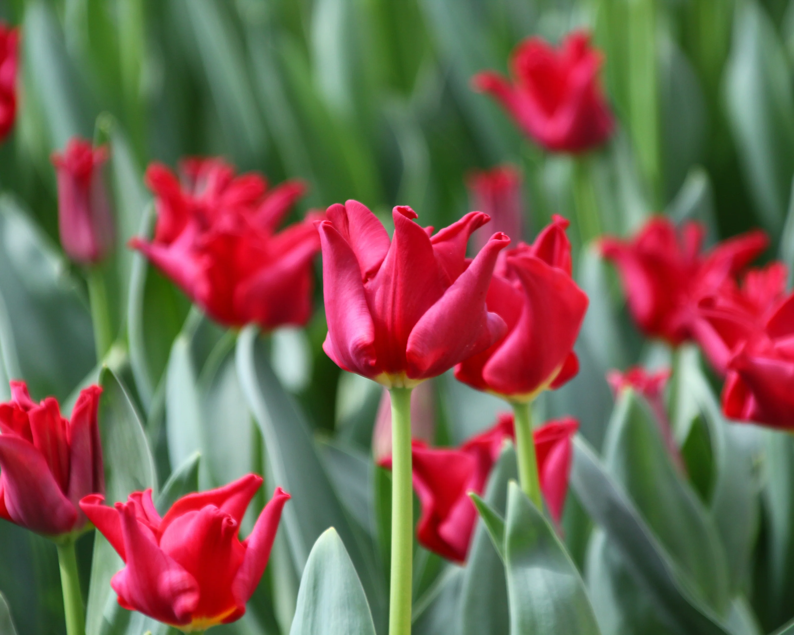Tulip 'Red Dress' - Image 5