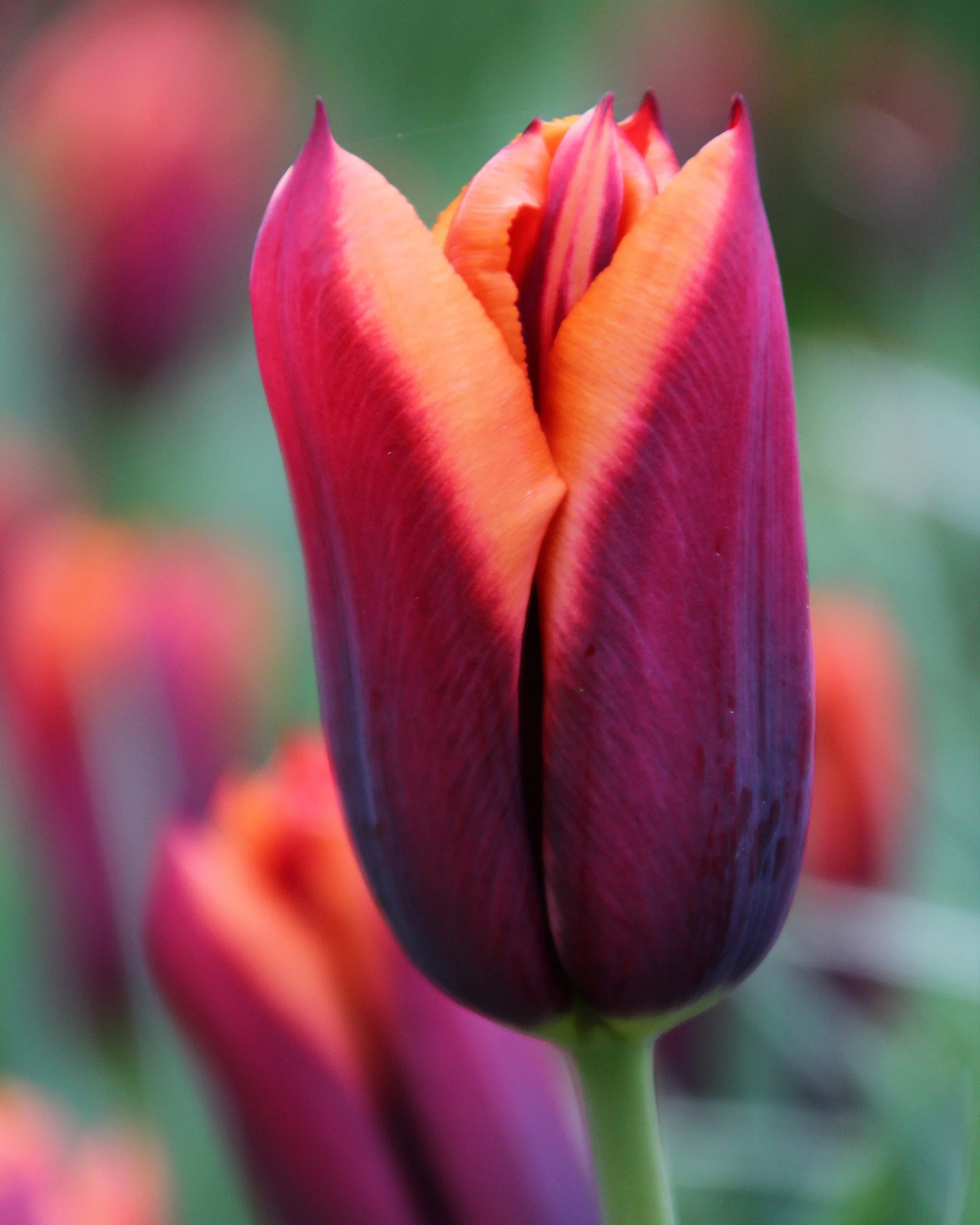 Tulip 'Slawa' - Image 2