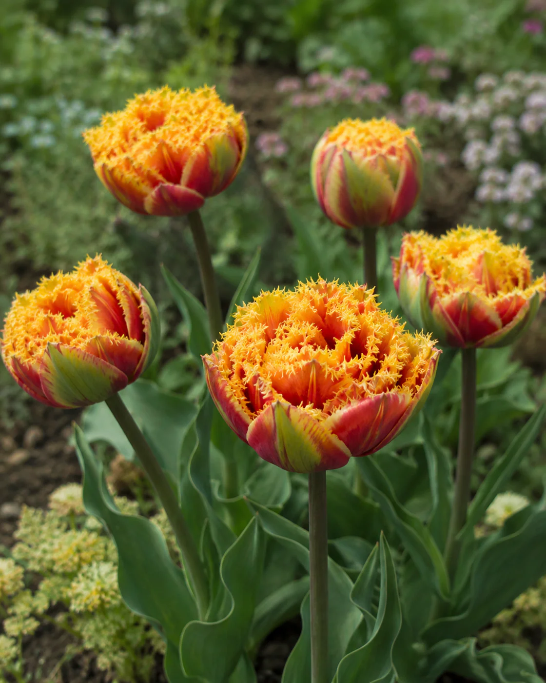 Tulip 'Sunset Frill' - Image 6