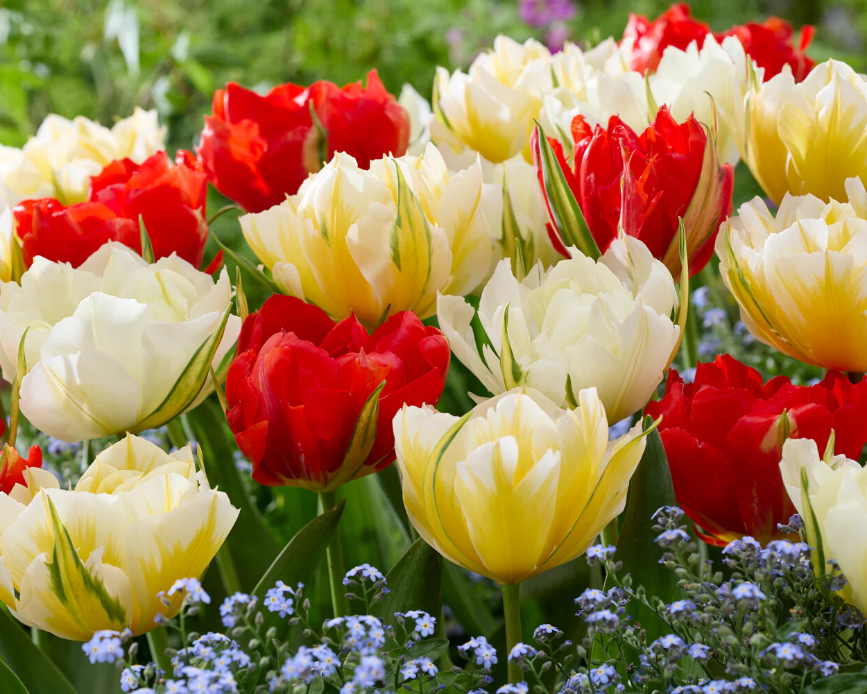 Tulip 'Sweet Valley' - Image 5