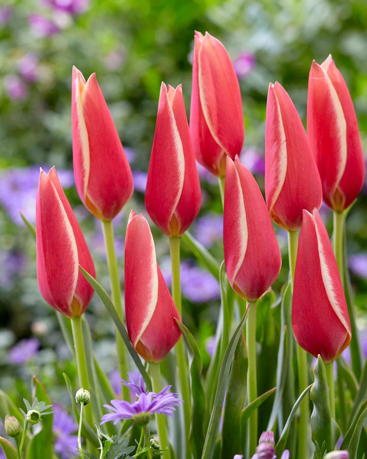 Tulip 'Taco'