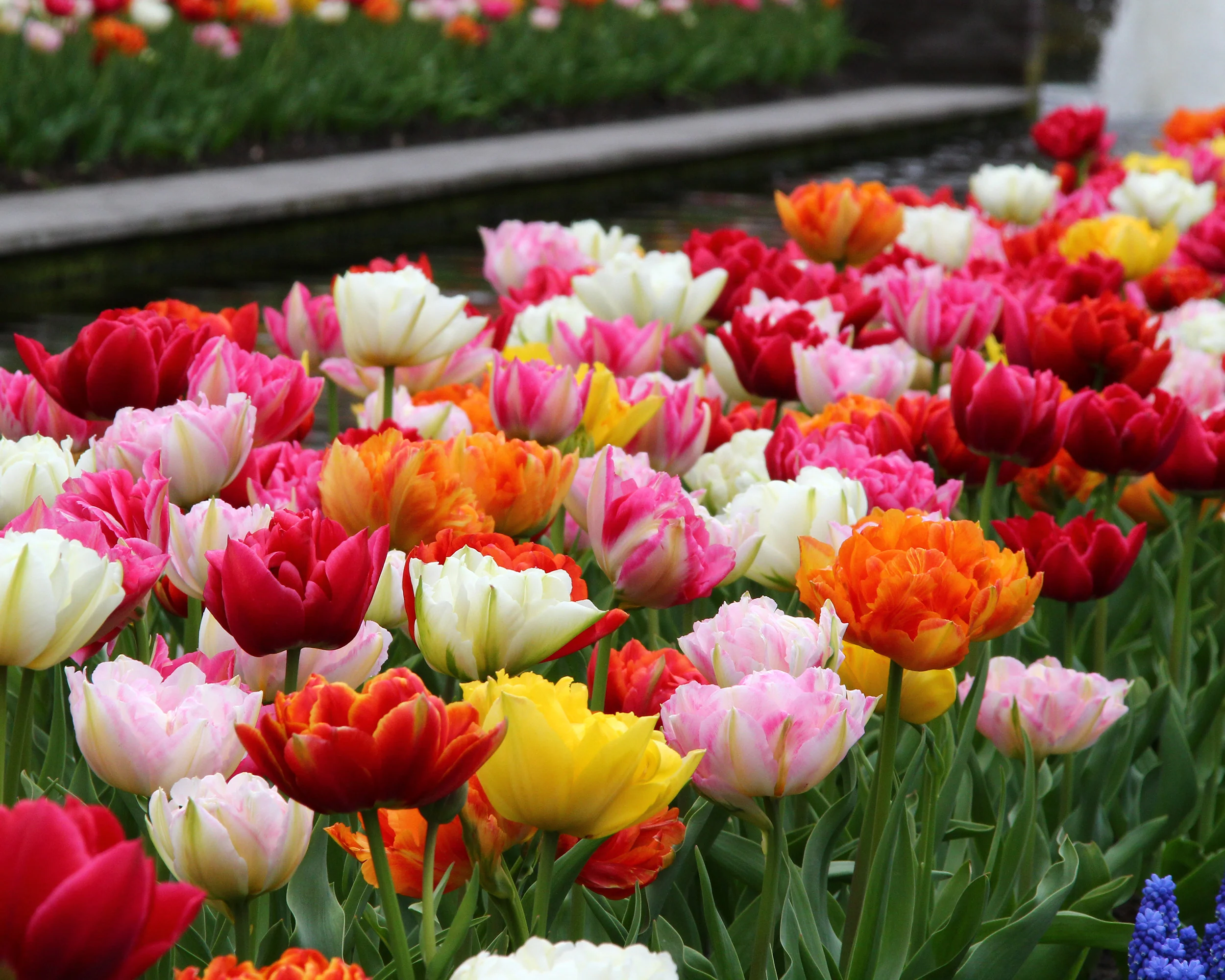 Tulip 'Double Mixed' - Image 4