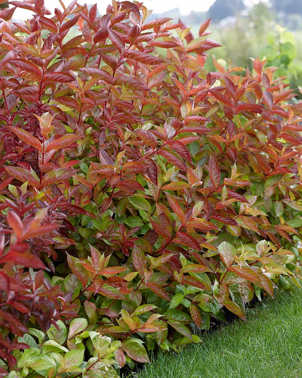 Weigela 'Wings of Fire'